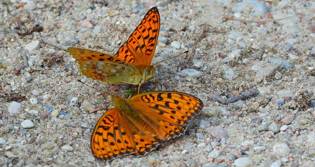 Dostojka adype (Argynnis adippe)