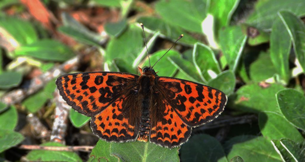 Przeplatka didyma (Melitaea didyma)