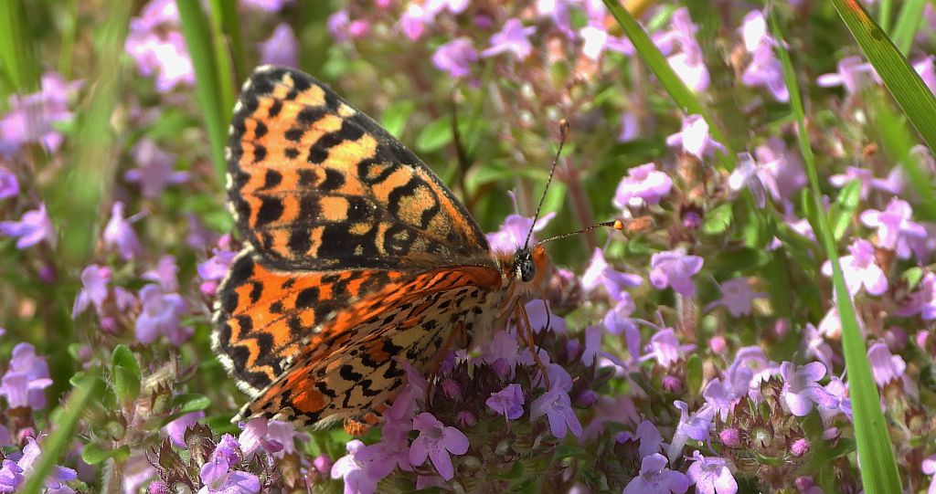 Przeplatka didyma (Melitaea didyma)