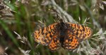 Przeplatka didyma (Melitaea didyma)