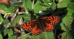 Przeplatka didyma (Melitaea didyma)