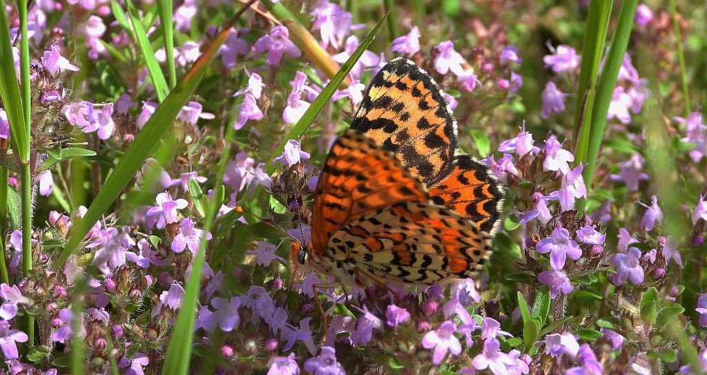 Przeplatka didyma (Melitaea didyma)