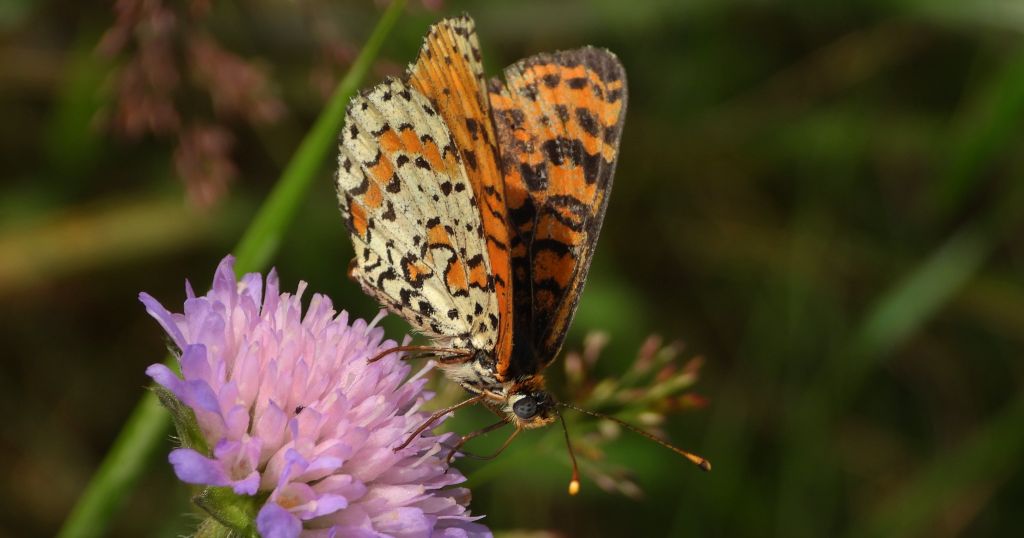 Przeplatka didyma (Melitaea didyma)
