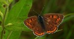 Czerwończyk zamgleniec (Lycaena alciphron)