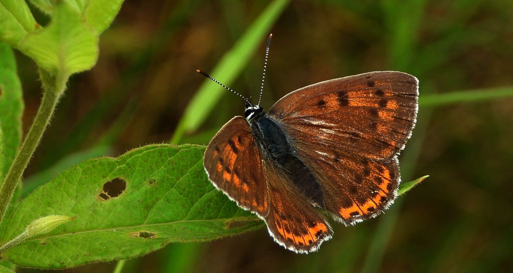 Czerwończyk zamgleniec (Lycaena alciphron)