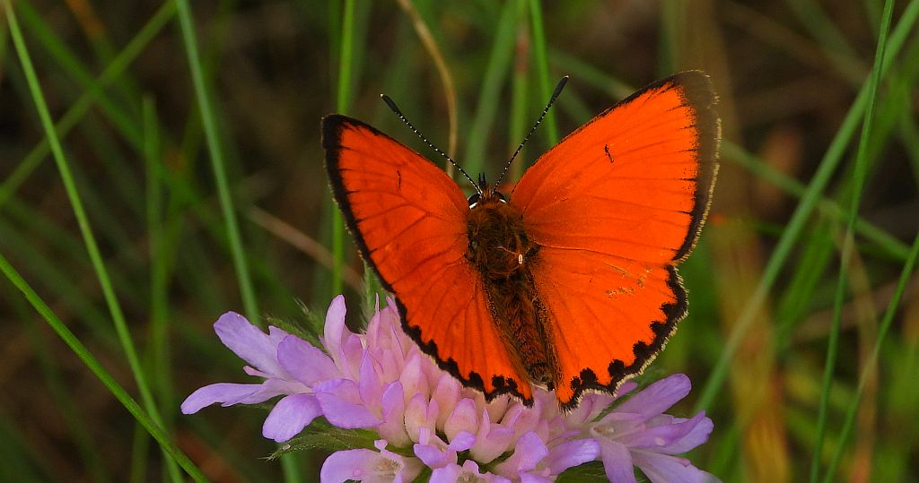 Czerwończyk dukacik (Lycaena virgaureae)
