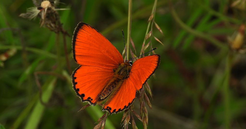 Czerwończyk dukacik (Lycaena virgaureae)