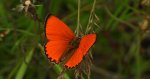 Czerwończyk dukacik (Lycaena virgaureae)