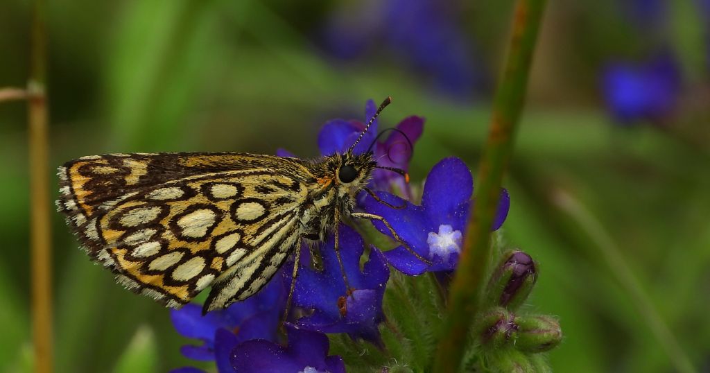 Rojnik morfeusz (Heteropterus morpheus)