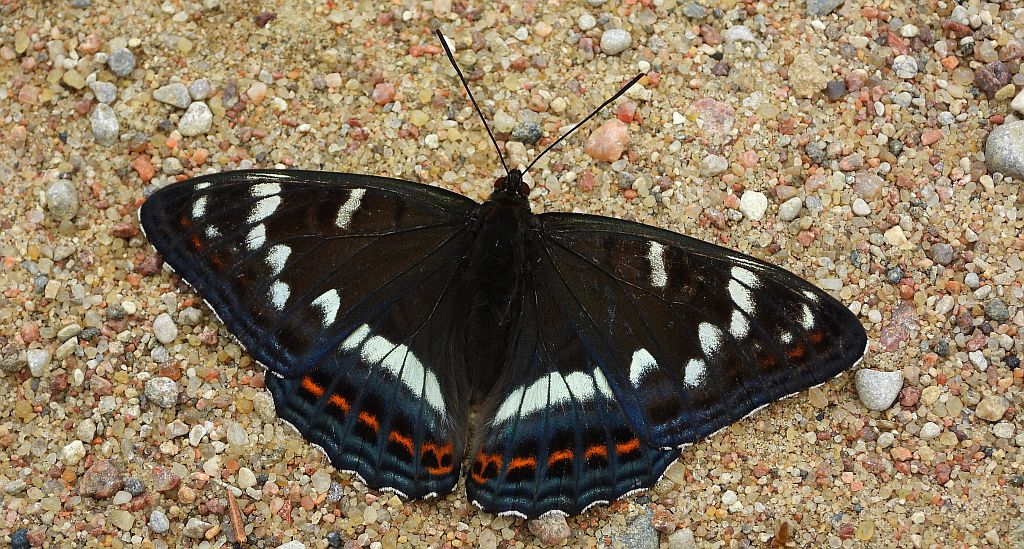 Pokłonnik osinowiec (Limenitis populi)