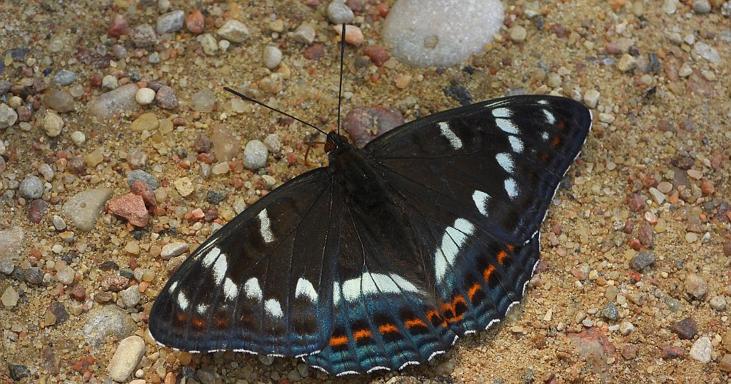 Pokłonnik osinowiec (Limenitis populi)