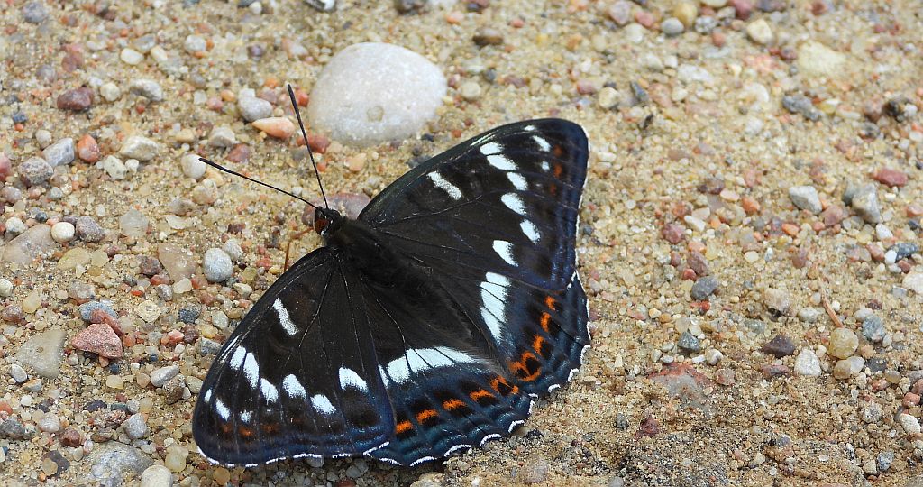Pokłonnik osinowiec (Limenitis populi)