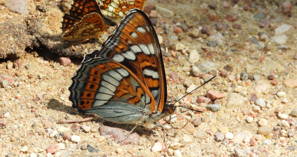 Pokłonnik osinowiec (Limenitis populi)