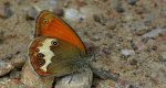 Strzępotek perełkowiec (Coenonympha arcania)