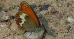 Strzępotek perełkowiec (Coenonympha arcania)