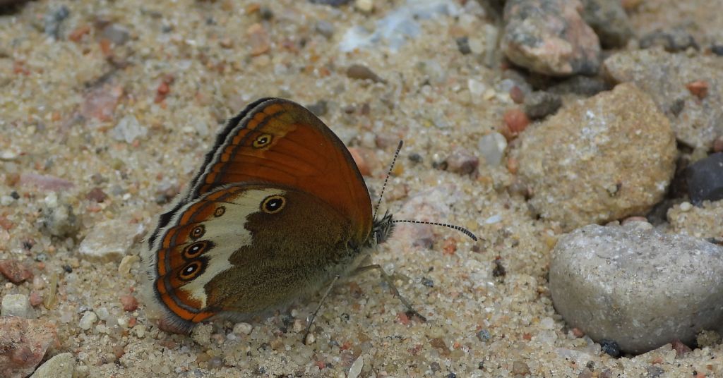 Strzępotek perełkowiec (Coenonympha arcania)