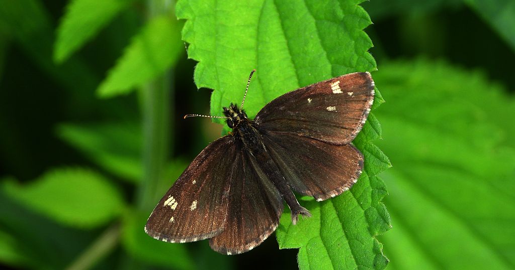 Rojnik morfeusz (Heteropterus morpheus)