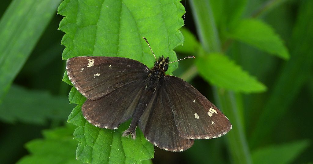 Rojnik morfeusz (Heteropterus morpheus)