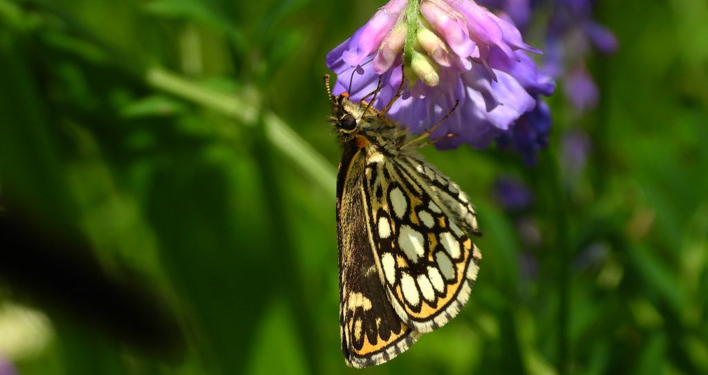Rojnik morfeusz (Heteropterus morpheus)