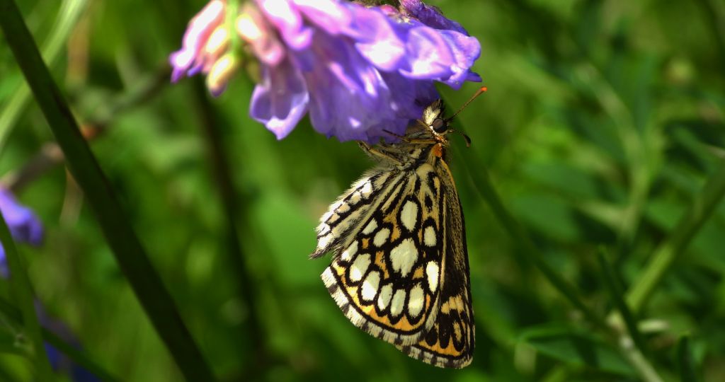 Rojnik morfeusz (Heteropterus morpheus)