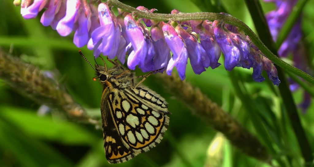Rojnik morfeusz (Heteropterus morpheus)