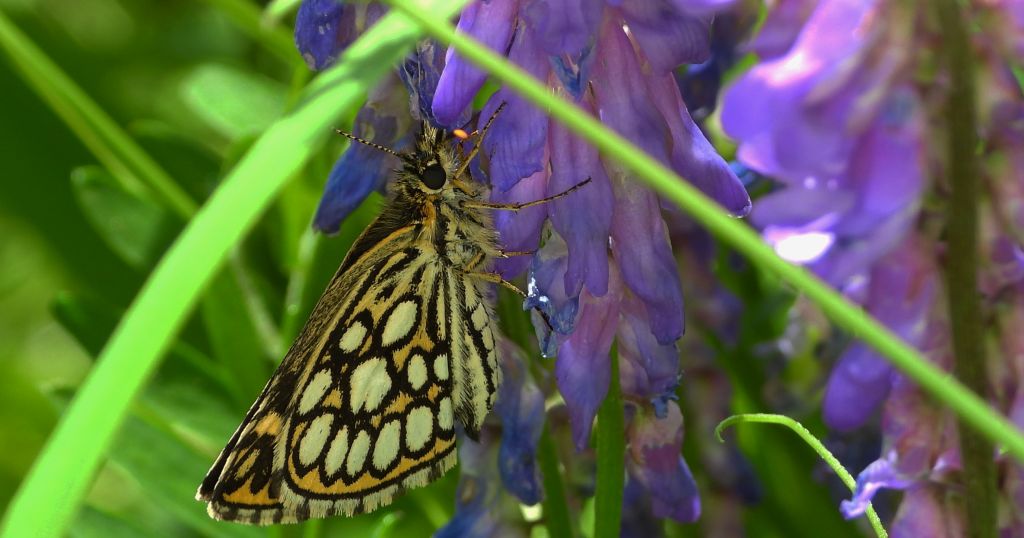 Rojnik morfeusz (Heteropterus morpheus)