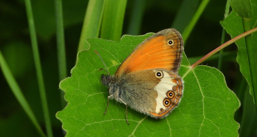 Strzępotek perełkowiec (Coenonympha arcania)