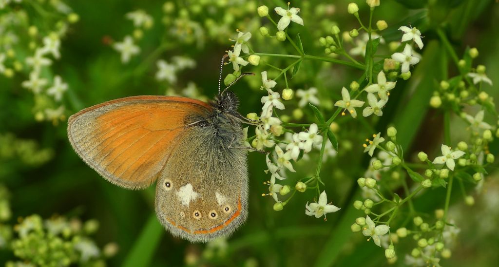Strzępotek glicerion (Coenonympha glycerion)