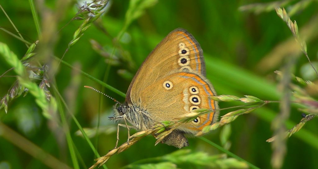 Strzępotek edypus (Coenonympha oedippus)