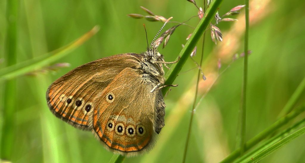 Strzępotek edypus (Coenonympha oedippus)
