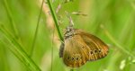 Strzępotek edypus (Coenonympha oedippus)