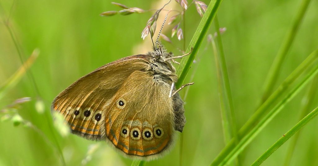 Strzępotek edypus (Coenonympha oedippus)