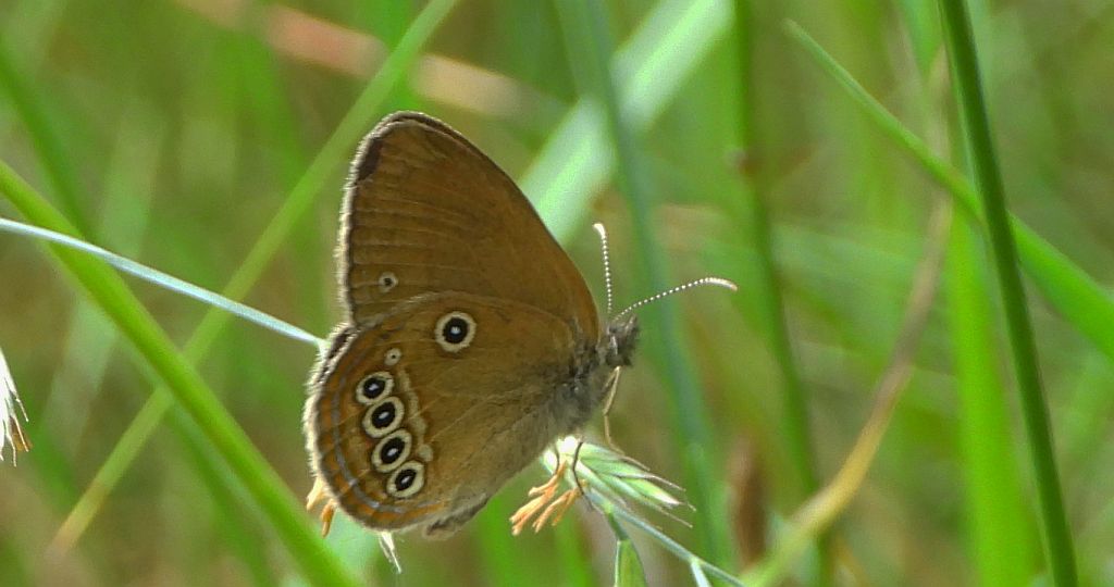 Strzępotek edypus (Coenonympha oedippus)