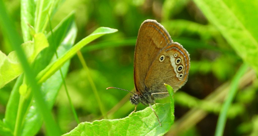 Strzępotek edypus (Coenonympha oedippus)