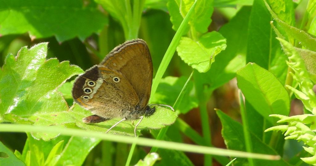 Strzępotek edypus (Coenonympha oedippus)