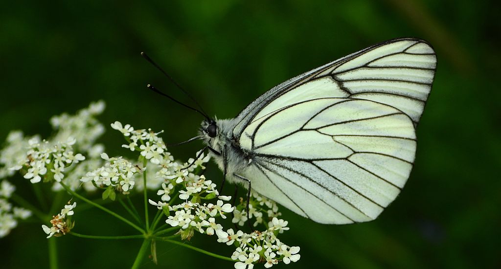 Niestrzęp głogowiec (Aporia crataegi)