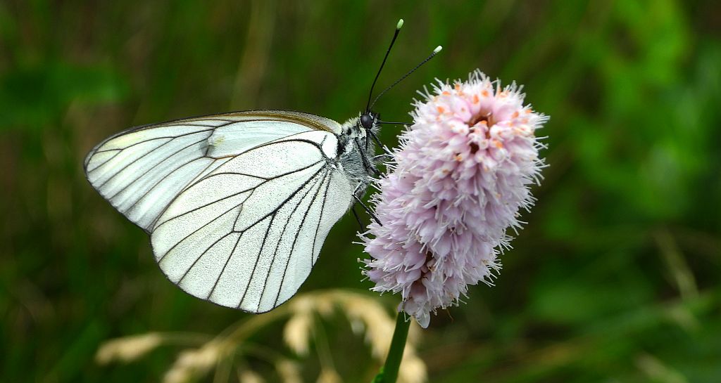 Niestrzęp głogowiec (Aporia crataegi)