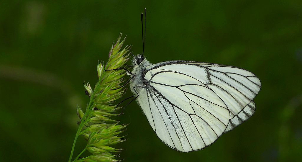 Niestrzęp głogowiec (Aporia crataegi)