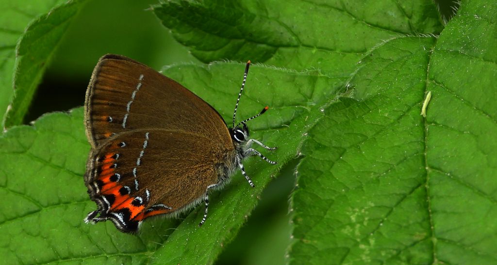 Ogończyk śliwowiec (Satyrium pruni)