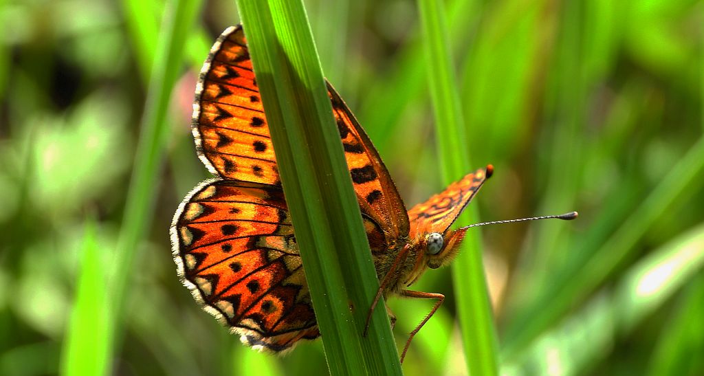 Dostojka selene (Boloria selene)