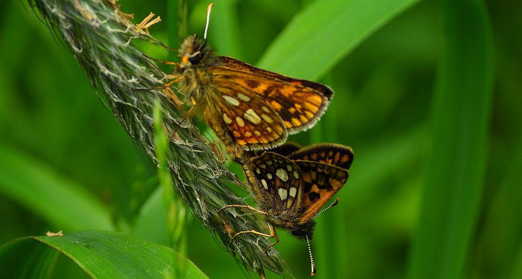 Kosternik palemon (Carterocephalus palaemon)