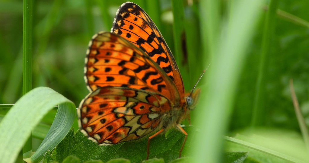 Dostojka selene (Boloria selene)