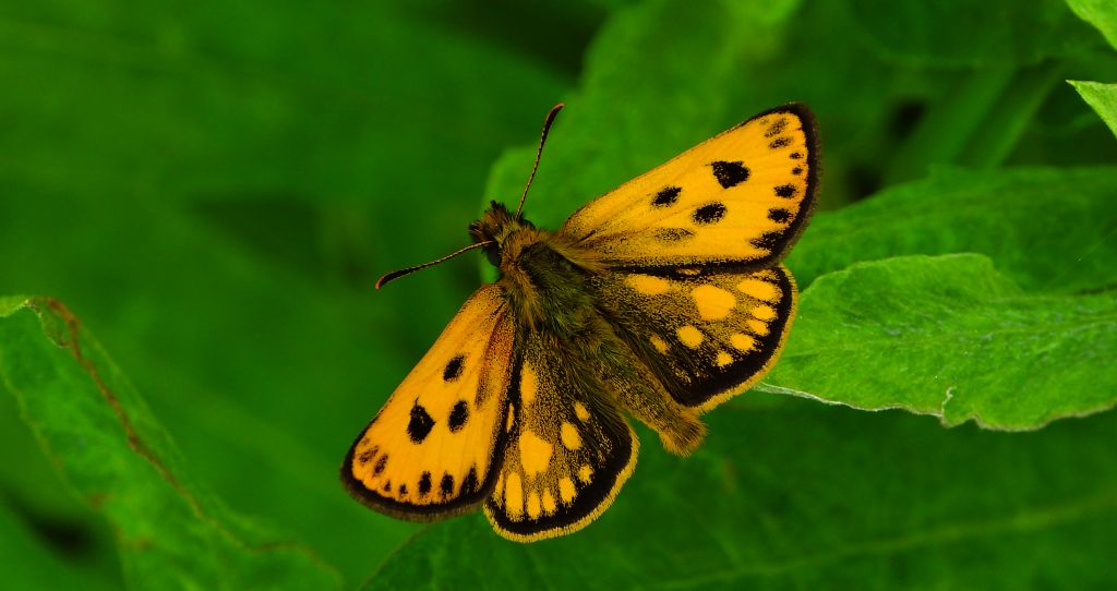 Kosternik leśniak (Carterocephalus silvicola)
