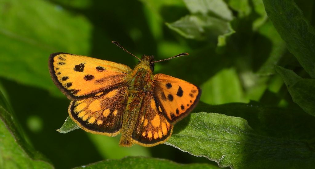 Kosternik leśniak (Carterocephalus silvicola)