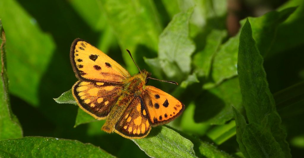 Kosternik leśniak (Carterocephalus silvicola)