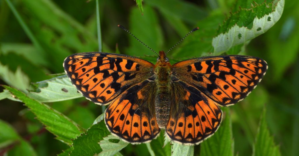 Dostojka selene (Boloria selene)