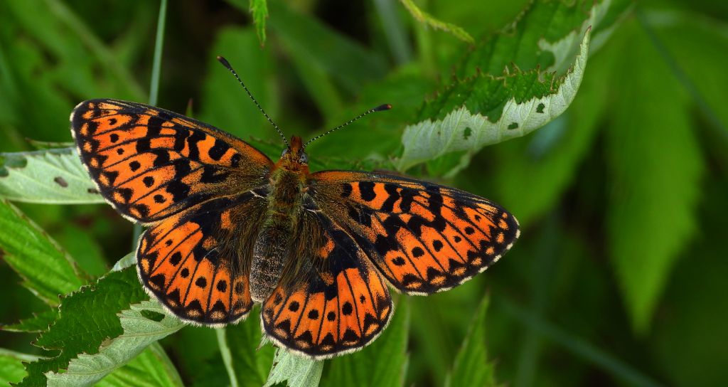 Dostojka selene (Boloria selene)