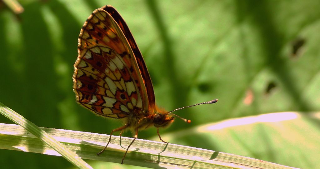 Dostojka selene (Boloria selene)
