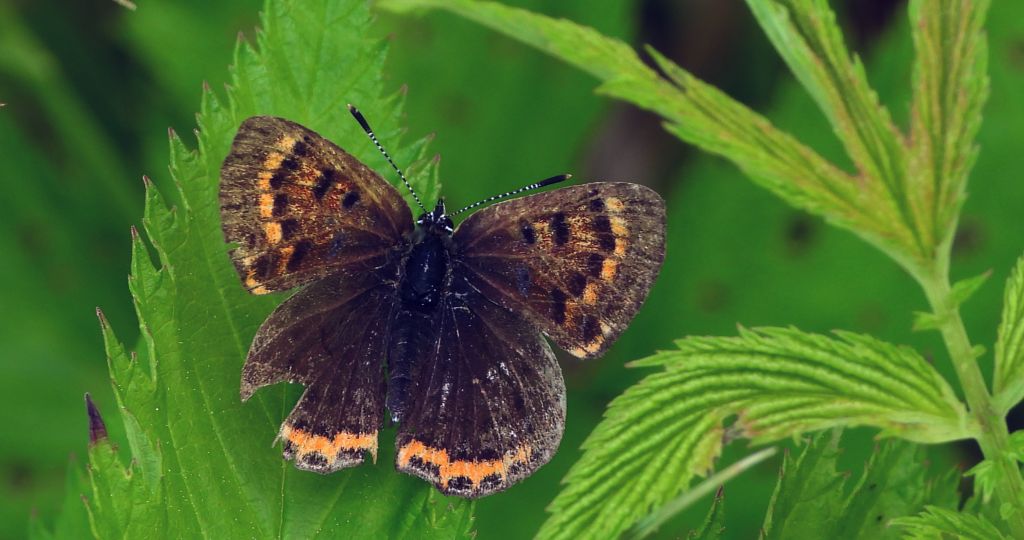 Czerwończyk uroczek (Lycaena tityrus, syn. Heodes tityrus)