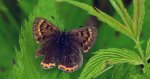 Czerwończyk uroczek (Lycaena tityrus, syn. Heodes tityrus)